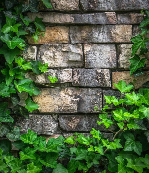 ivy, vine, leaf-1395534.jpg